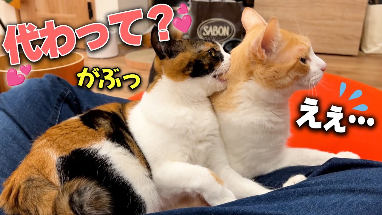 とんでもない方法で飼い主の膝の上を代わってもらおうとする猫が可愛いけど悪魔すぎましたwww