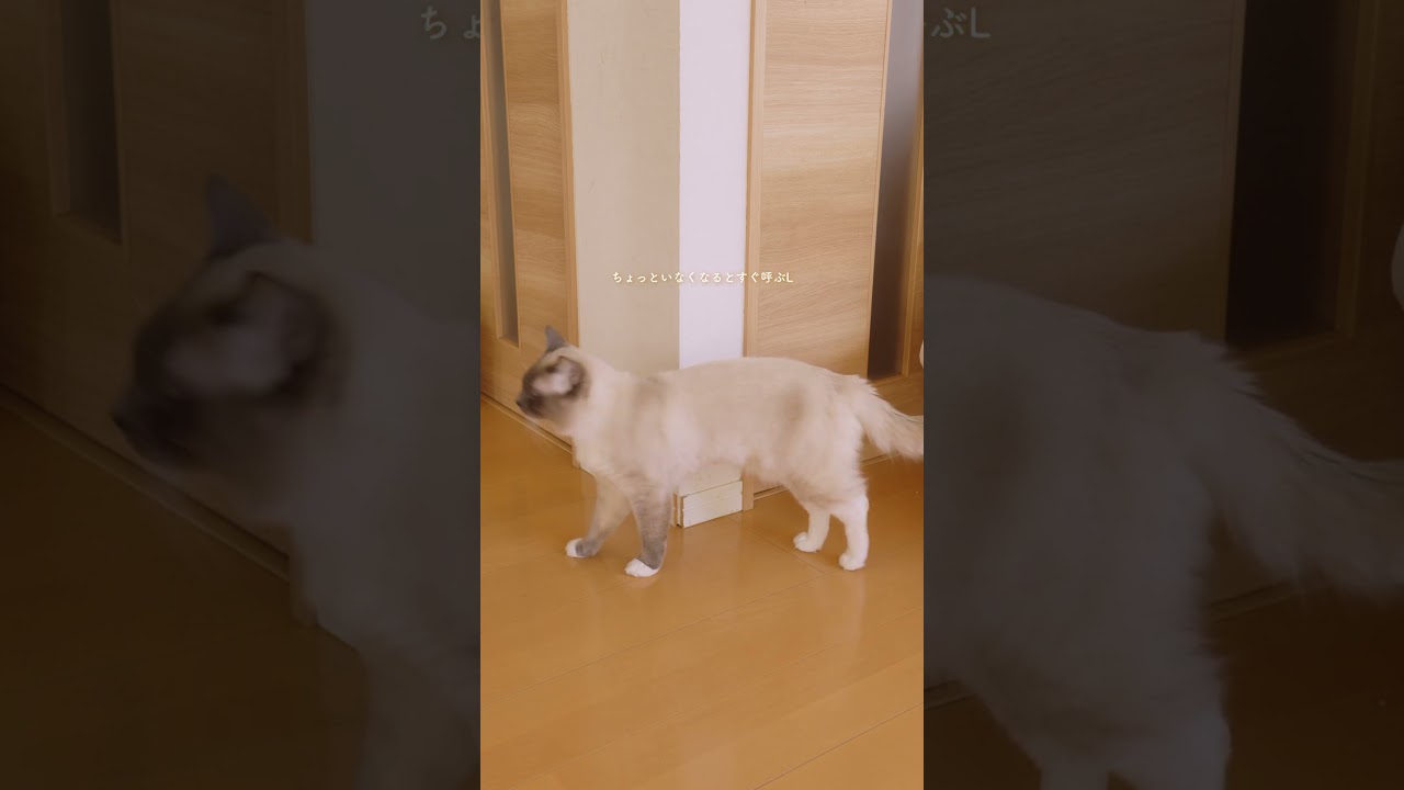 目の届くところにいて欲しいようです #shorts #猫 #ラグドール #ragdollcat