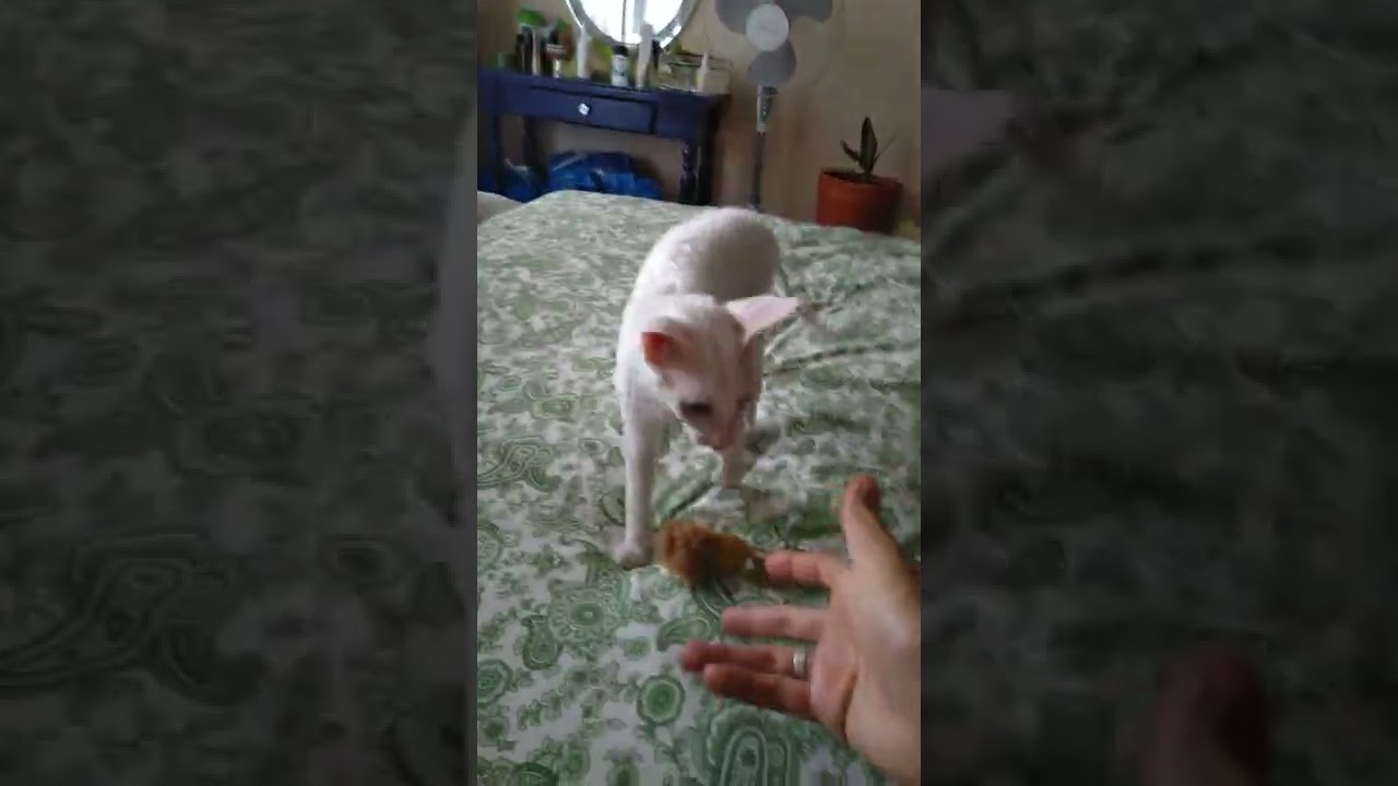 Perrito Ruso que parece Gato ))