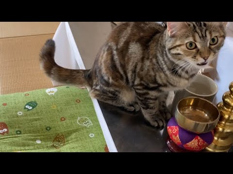 3月1週目　可愛い子猫は祭壇の水が自分の物だと思い込んでしまったようです、、