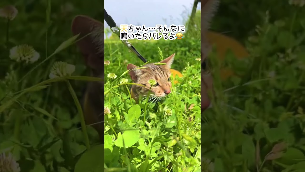 【ベンガル×シンガプーラ】草陰に潜んで猫が鳴いていました【＃shorts】