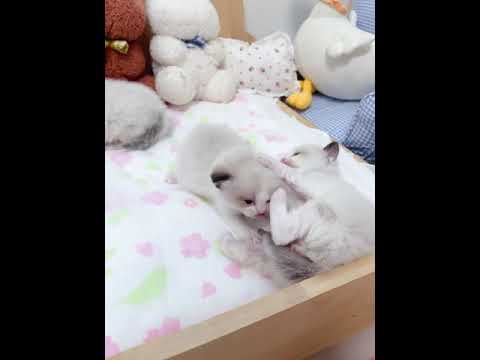 ラグドール シールポイントバイカラーの可愛い女の子。