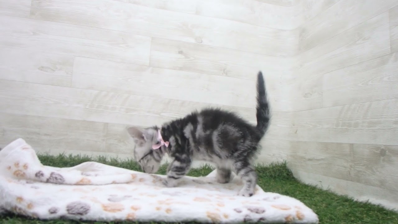 Coo&RIKU　No00629674 アメリカンショートヘアー