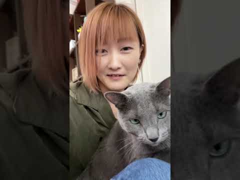 座り心地のいいポジションを探すロシアンブルー　　　#shorts