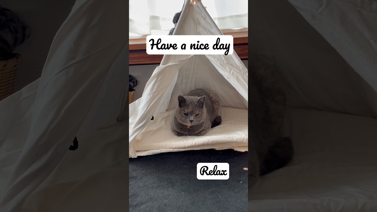 Have a nice day #britishshorthair #ブリティッシュショートヘアー #cat #猫 #gatos #cute #meditation