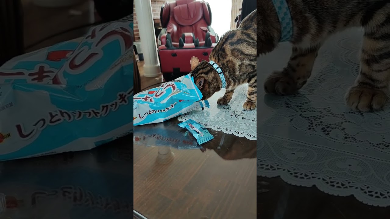 #shorts 【ベンガル猫】いくつ取れるかな？