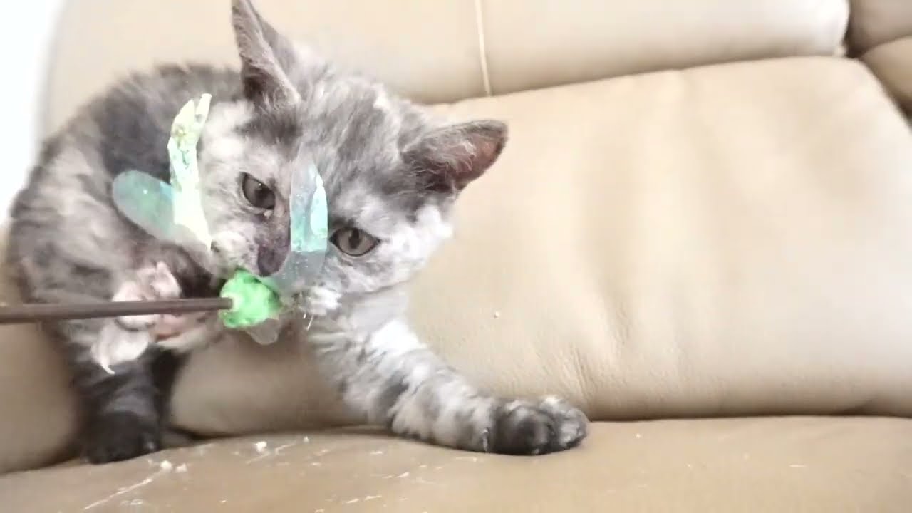 セルカークレックス子猫　2023.1.5産まれ 　シルバーパッチドタビー　女の子　シーダキャット猫のお店　Selkirk Rex