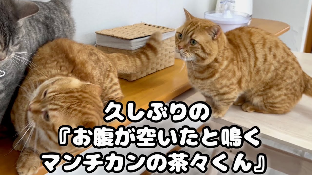 久しぶりの『お腹が空いたと鳴くマンチカンの茶々くん』