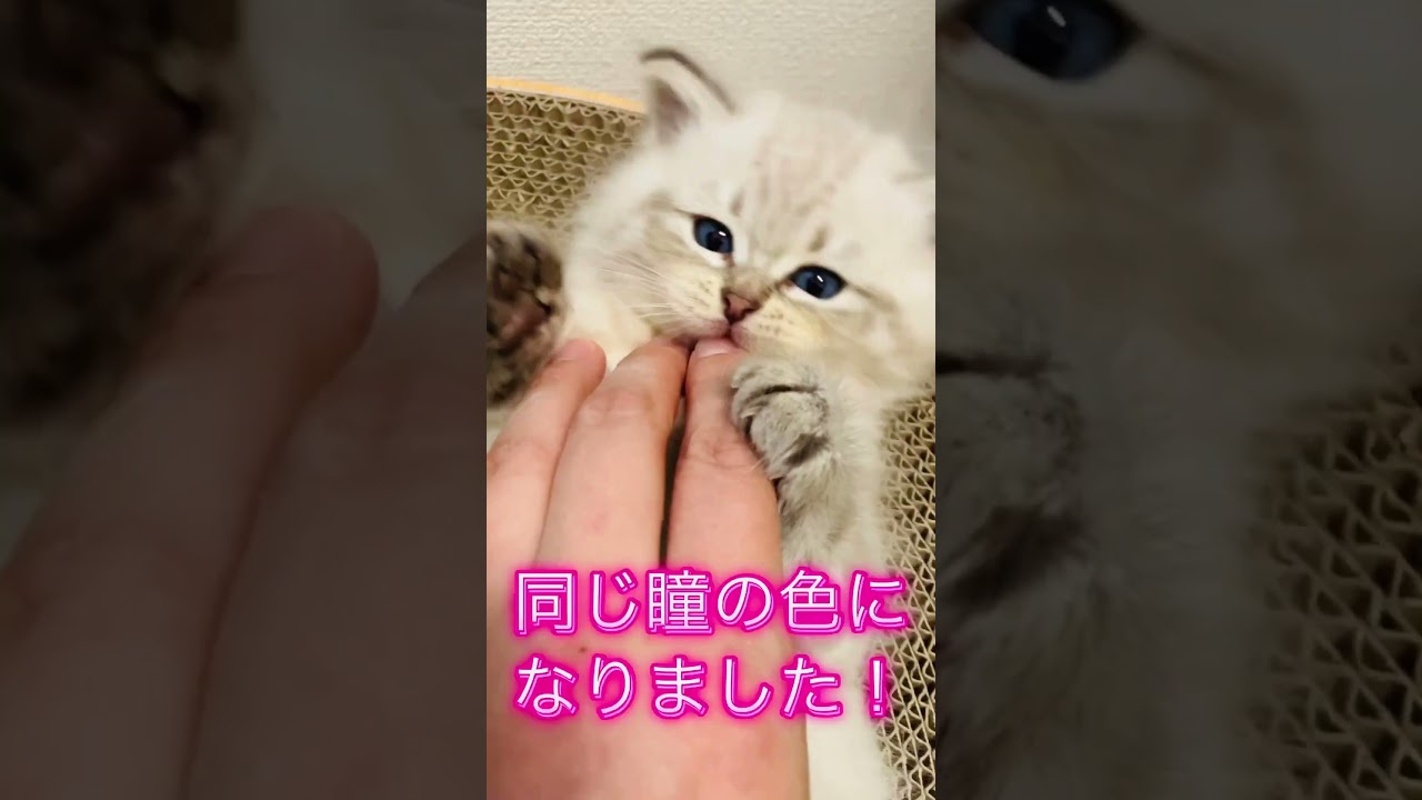 綺麗なサイベリアン子猫💎ウルトラブルーアイズになりました #サイベリアン #子猫 #ネヴァマスカレード