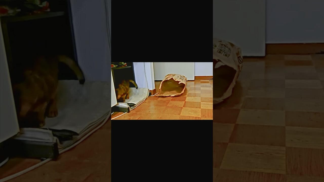 ネコ動画あび#1160　#shorts　あびの毎日　アビシニアン　あびブログ