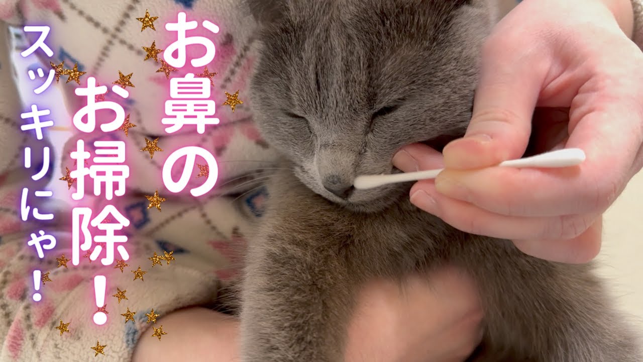お鼻の掃除をされる猫（ロシアンブルー）