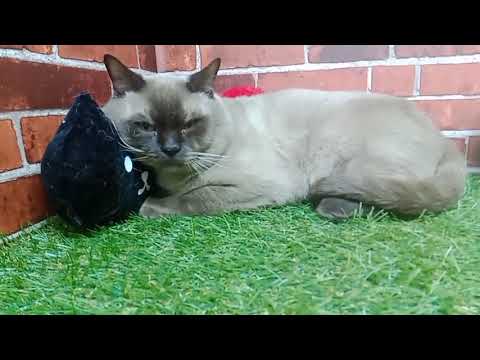 ペットショップCoo&RIKU　352902　トンキニーズ