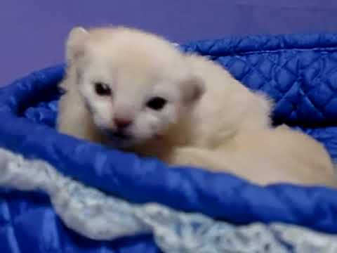 トンキニーズ赤ちゃんたち