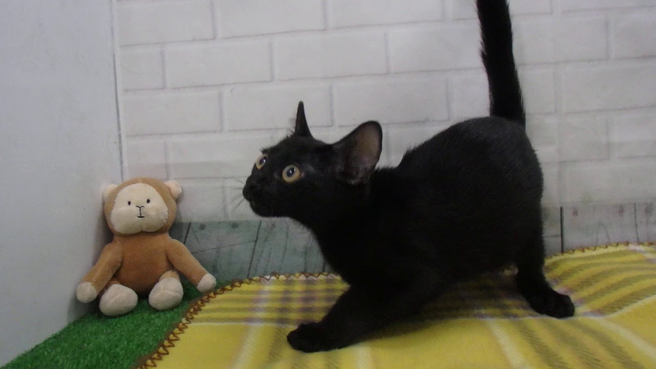 00486464 ボンベイ