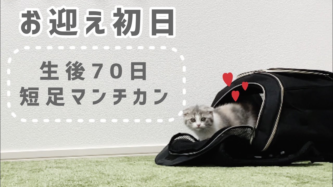 【お迎え初日】生後70日の短足マンチカンが可愛すぎる