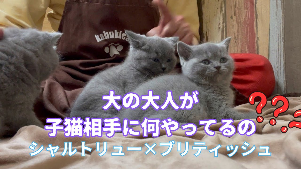 【無駄な努力なのか？】子猫と真剣ふれあい【シャルトリュー✖️ブリティッシュ】