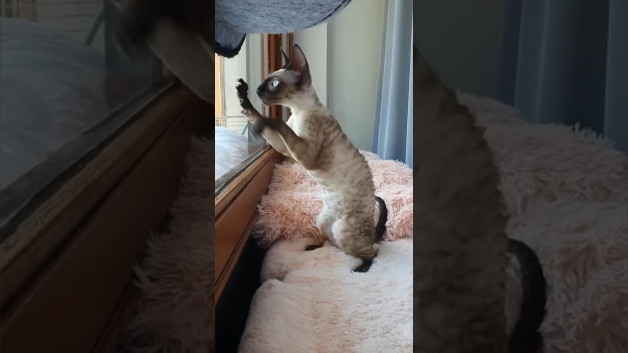 The vocal Cornish Rex! #cornishrex #catbreeds #vocalcats #catsrule #cat #feline #cutecat #shorts