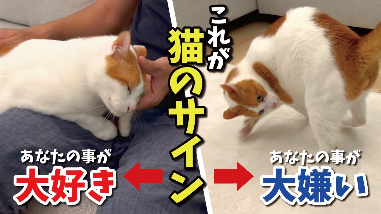 猫があなたのことを大好きか大嫌いか分かる行動がこちら【関西弁でしゃべる猫】