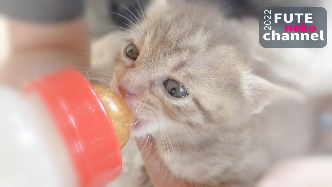 飲む気1000％の子猫がミルクを飲めないときにする凄い行動｜2号と3号がお家にやってきた 後編【保護子猫】
