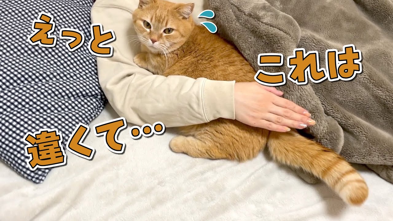 浮気現場を見られて慌てて言い訳するみたいな猫が可愛いw