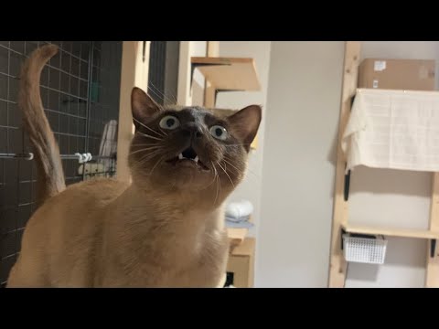 トンキニーズ 【2023/03/12】