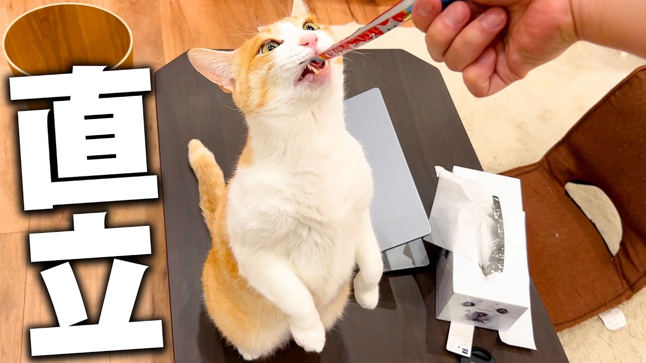 猫たちが立ち上がる進化の瞬間