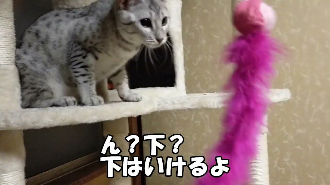 【エジプシャンマウはる】　キャットタワー最上階に挑戦 （猫動画）