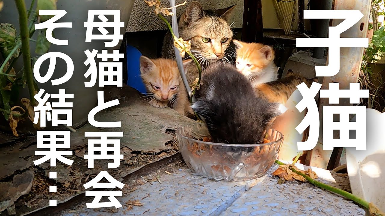 【母猫と再会】雨の日にやってきた子猫がついに母猫と再会した結果…