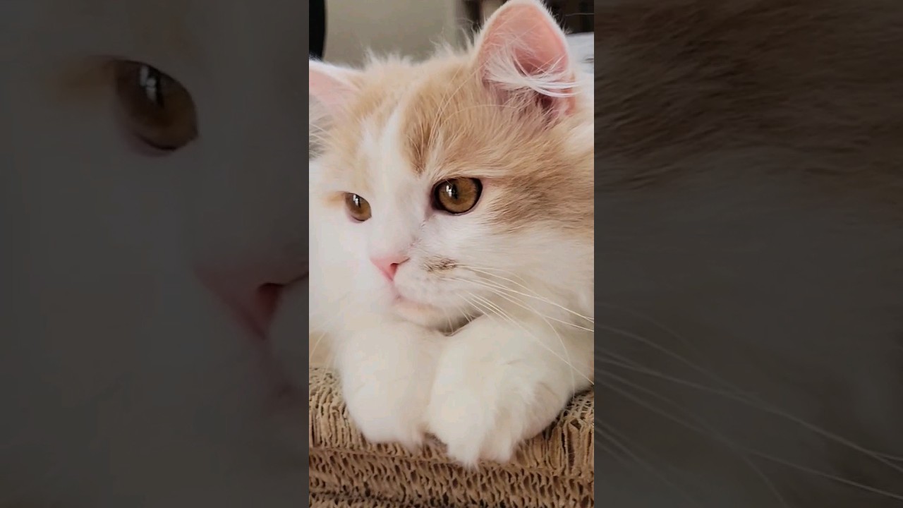 【子猫】あざと可愛いしらたま #ラガマフィン #猫動画 #cat #子猫 #shorts #アイドル #YOASOBI