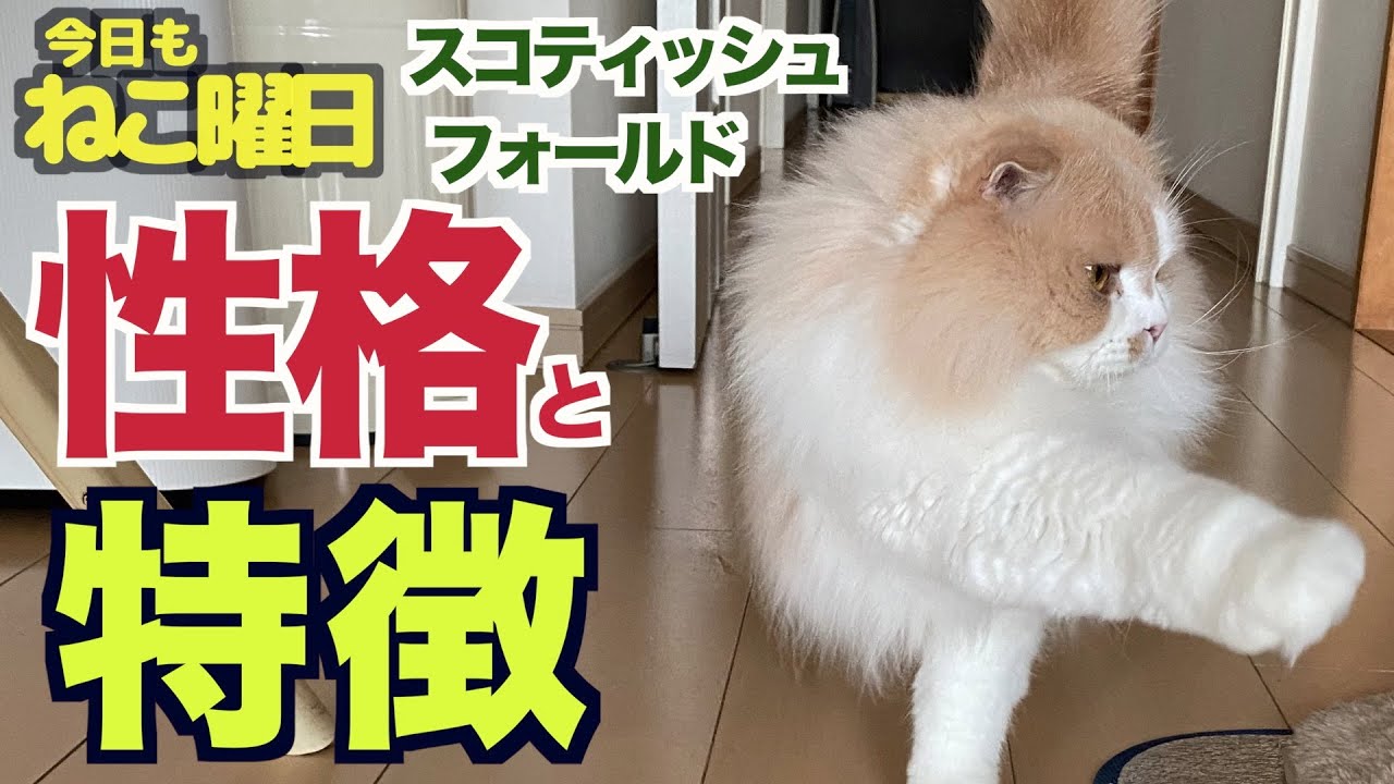【ねこ日常Vlog】スコティッシュフォールドの性格と特徴