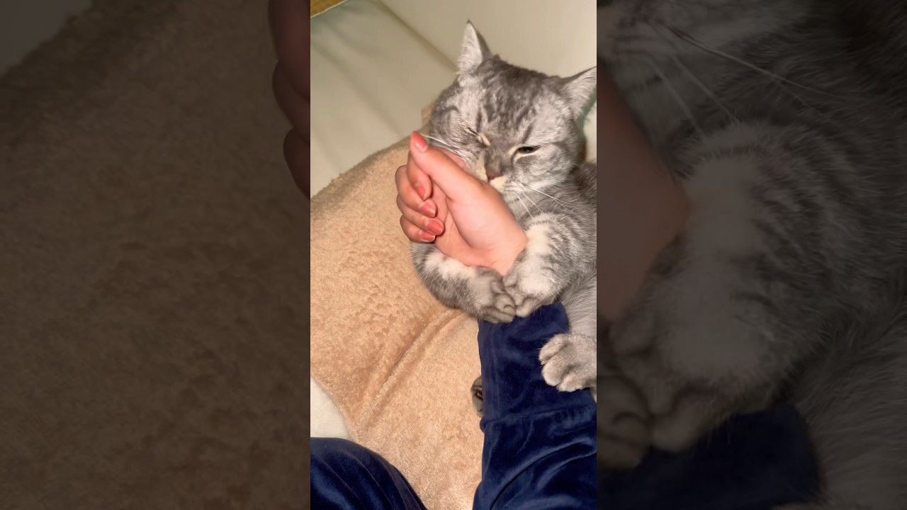 くっついたら離れない猫🐱 #猫 #マンチカン #kitty #cat #kitten #catlover #kittycat #munchkincat