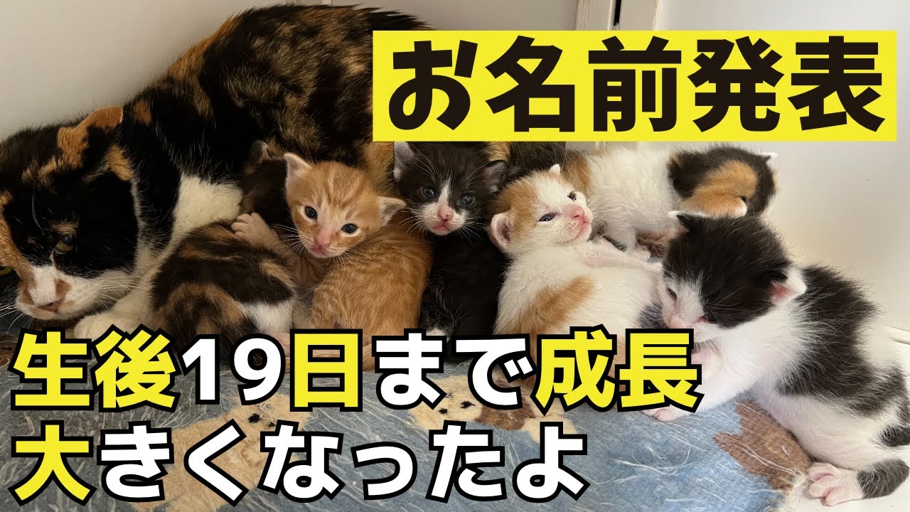 【生後14日〜生後19日】6匹の子猫の成長とお名前決定