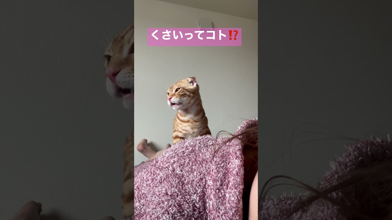 衝撃のフレーメン🫠 #キンカロー #猫 #cat #子猫 #猫のいる暮らし #catlover #고양이 #catvideos #catlovers #catvideo