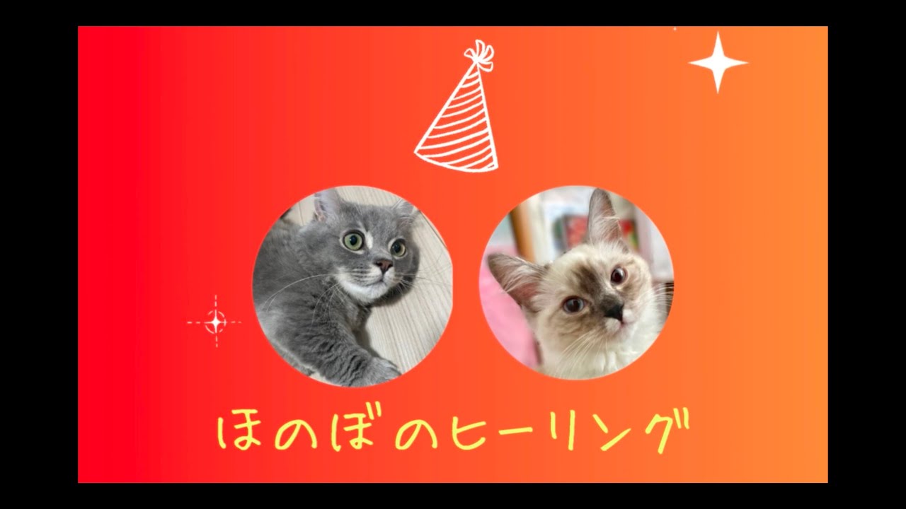 癒やしの猫と聴く。パート２【猫・子猫・マンチカン/サイベリアン】