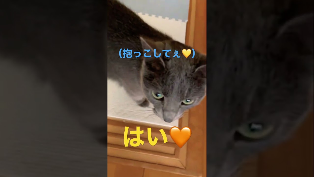 抱っこをせがむ可愛い猫（ロシアンブルー）#shorts