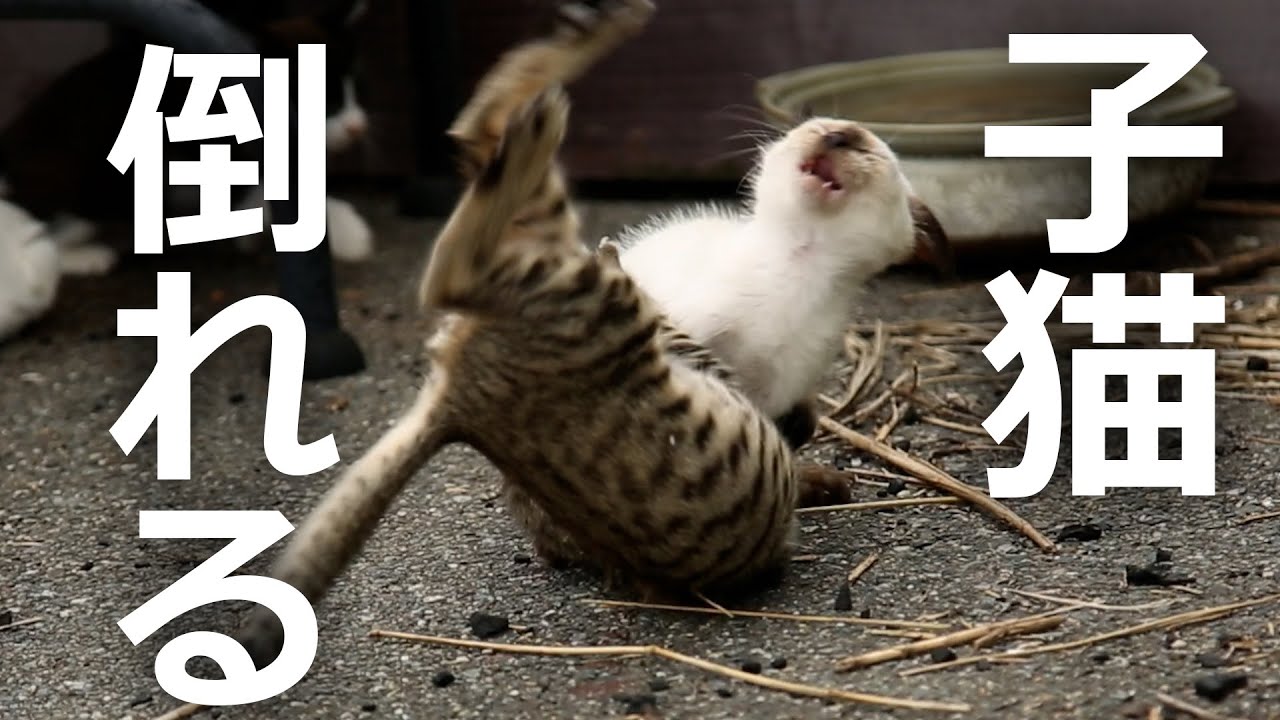 子猫同士の喧嘩を見てみると酷すぎた…