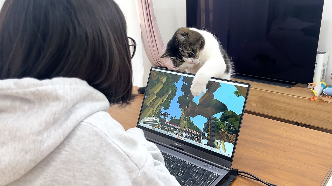 猫のゲームをやめさせる方法が可愛すぎたw
