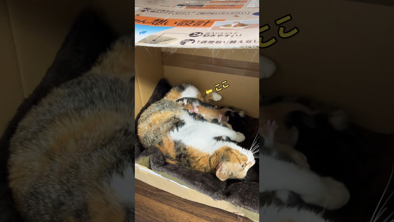 こんなにちっこい子猫もバトル…可愛い喧嘩にホッコリ。生後１日目 #shorts