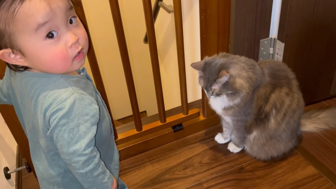赤ちゃんと一緒に健気にママに待つ猫　ノルウェージャンフォレストキャット　A cat with a baby waiting for mom healthy
