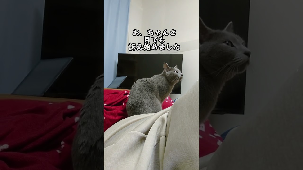 【猫動画】ご飯の時間の10分前のロシアンブルー【russianbule】#shorts　Russian blue 10 minutes before rice time