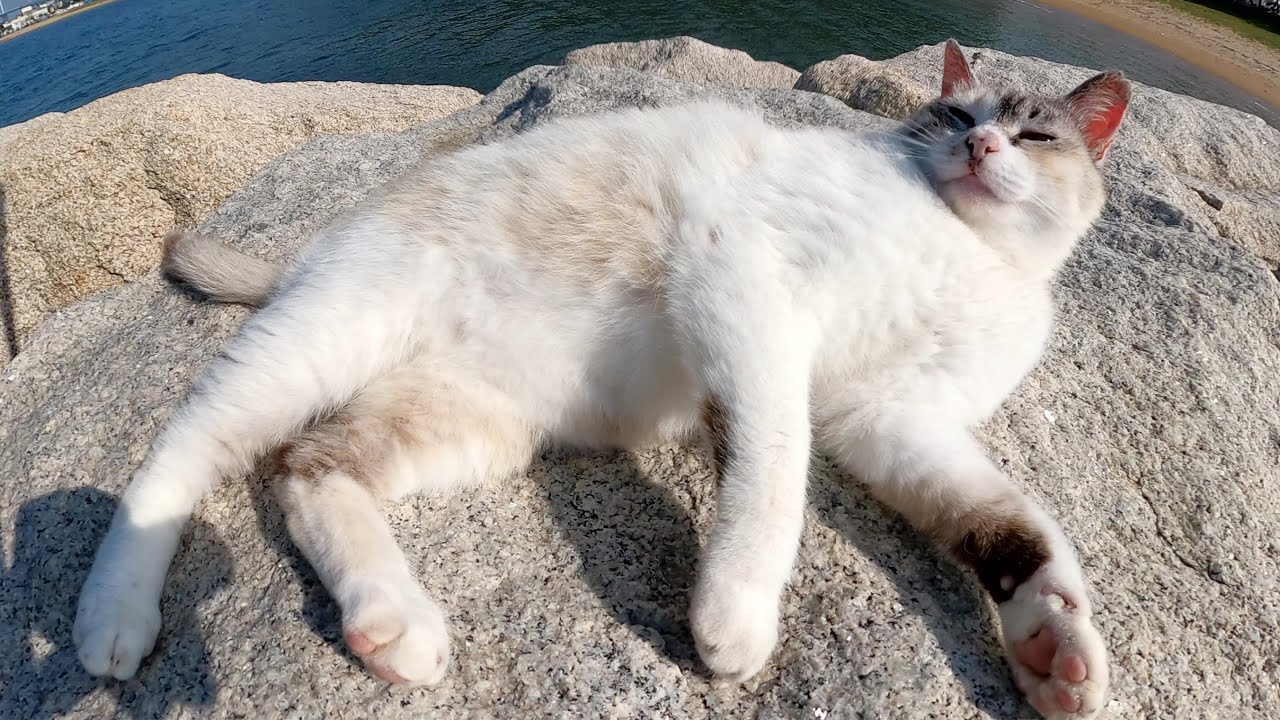 シャムミックス猫が海の岩場で寝そべって人間にモフられる