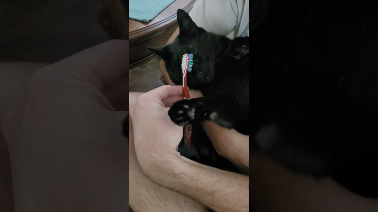 Brushing a Cat With a Toothbrush || ViralHog