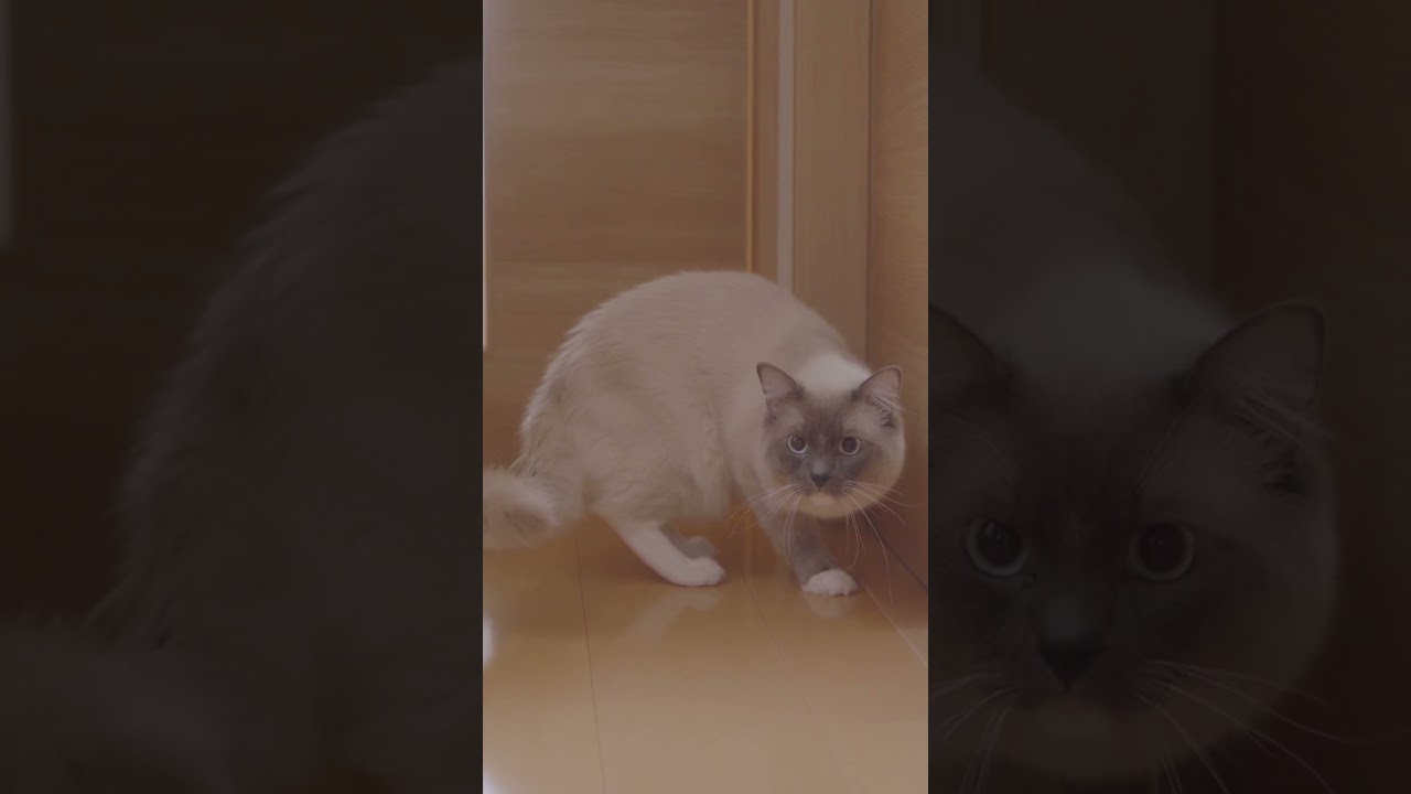休みの日のLとElla #猫 #ラグドール #ragdollcat
