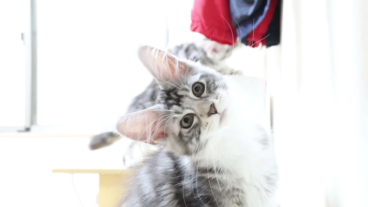 シルバーの天使メインクーン子猫イブちゃん