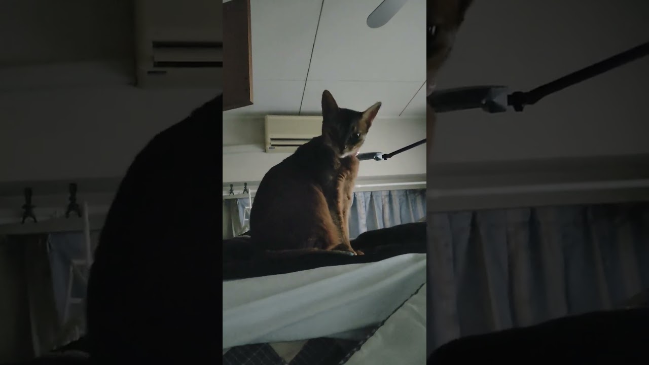 ネコ動画あび#924　#shorts　あびの毎日　アビシニアン　あびブログ