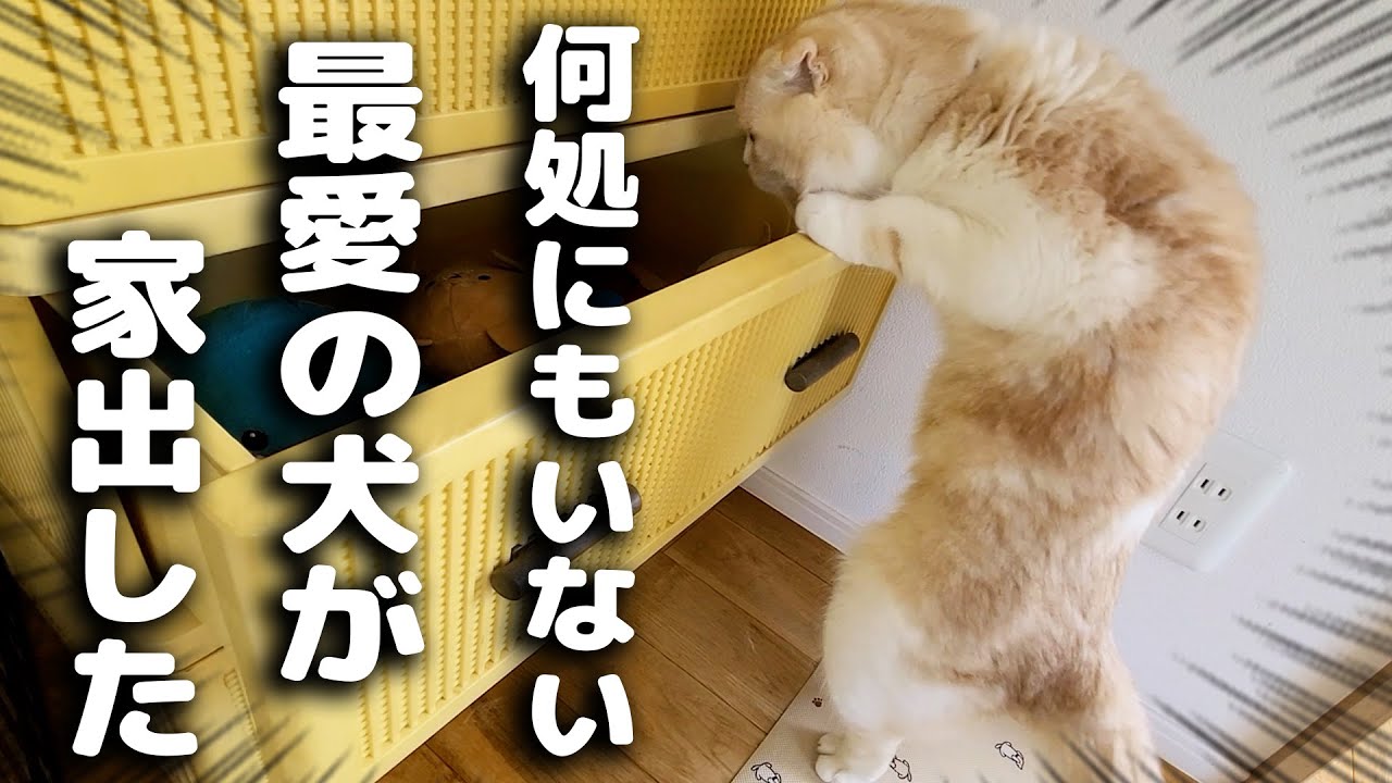 最愛の犬が家出したと思い必死で探す子猫がこちら...