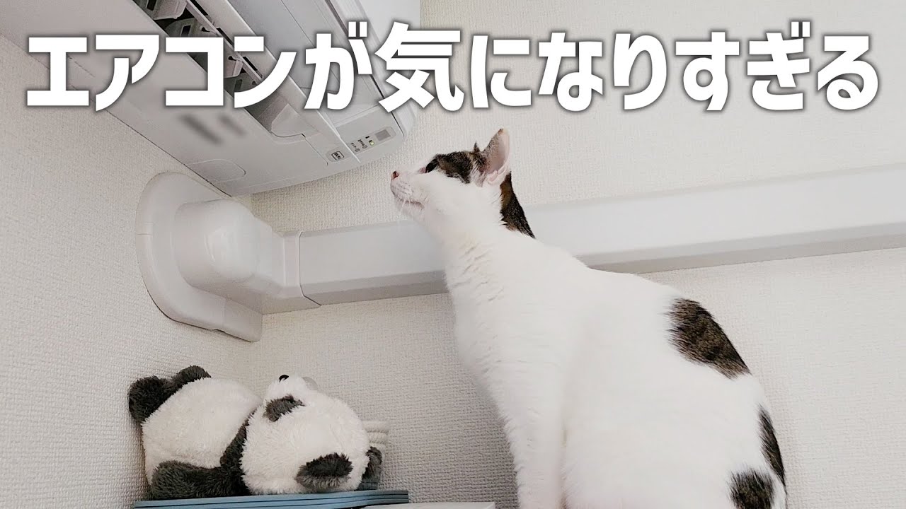 久々に稼働したエアコンに興味津々な猫の末路が可愛すぎました