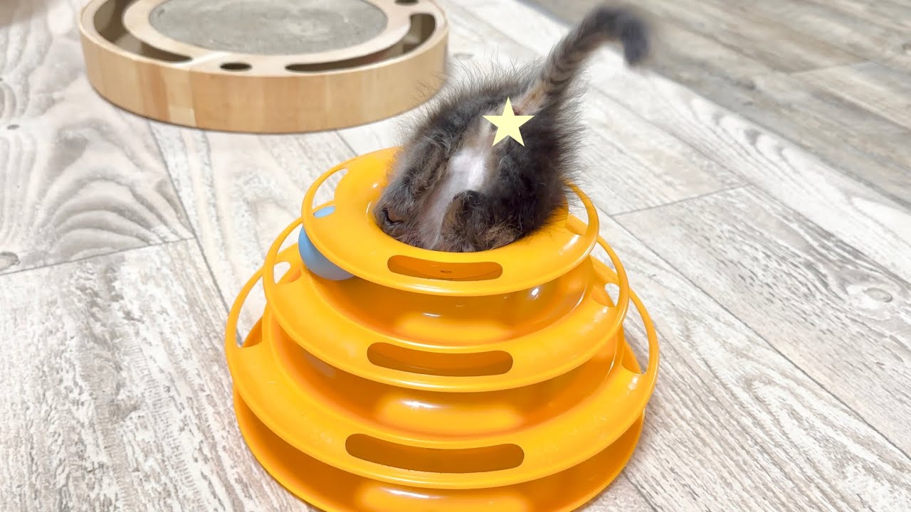 何度も穴に吸い込まれる子猫 生後36日【アオちゃん日記#33〜青い秋空〜】Kitten sucked into hole repeatedly. 保護猫