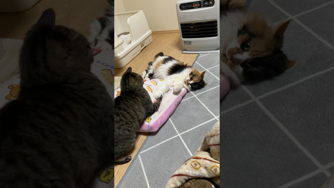 逃げ腰のちょんちょんタッチするうま娘🤣【メインクーン＆保護猫】