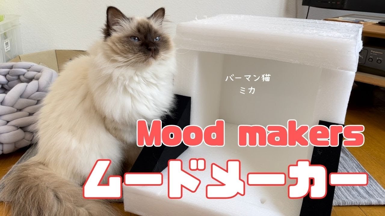 バーマン猫ミカとラフ【ムードメーカー】Mood makers（バーマン猫）Birman/Cat
